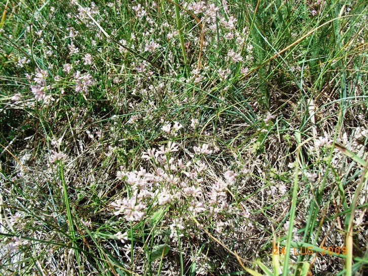 Asperula cynanchica